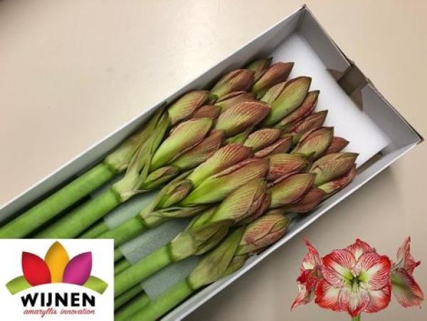 Vollsortiment - Amaryllis (ga) MEGA STAR